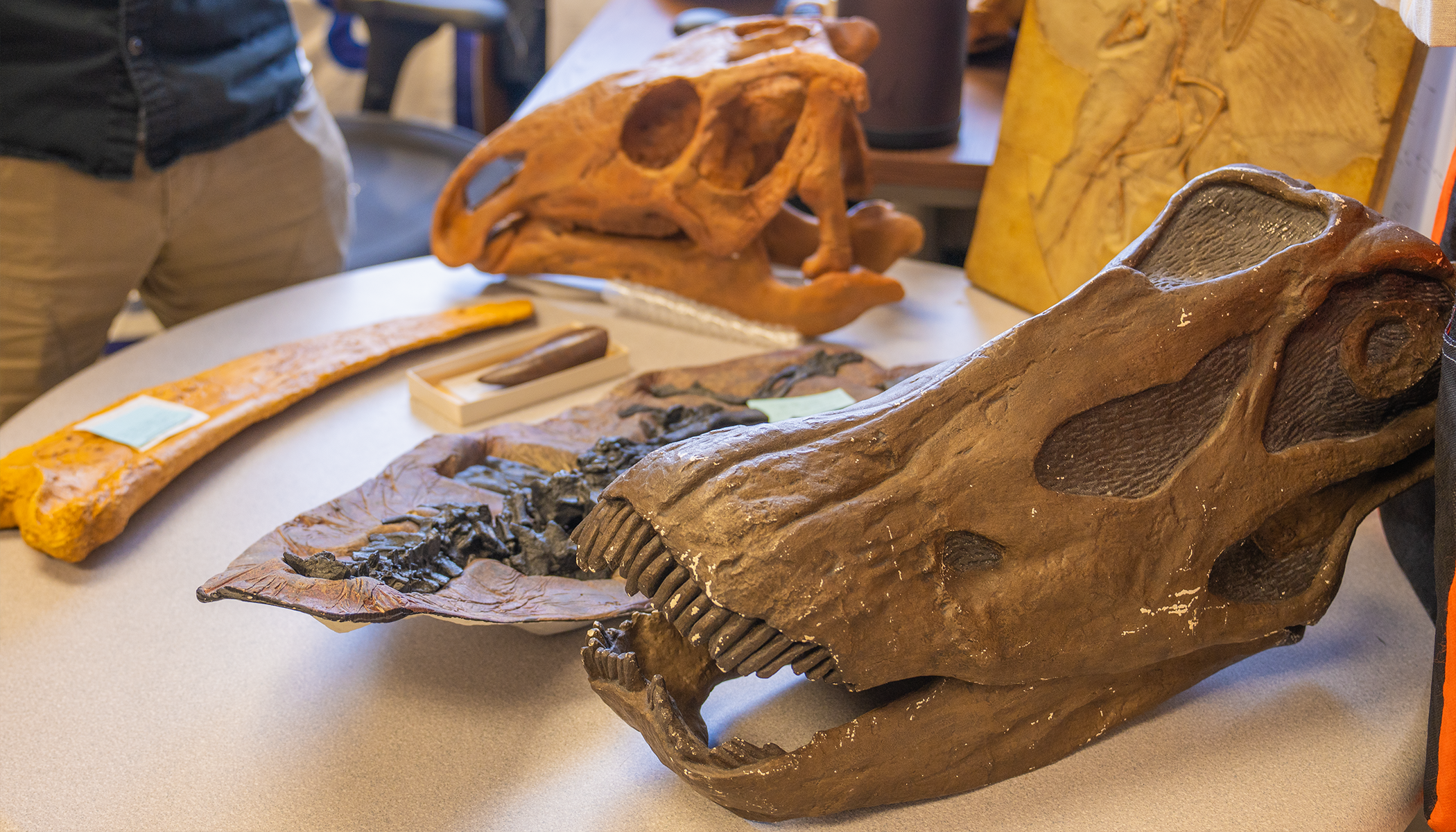 several dinosaur fossils sit on a table in Jack Tseng's office