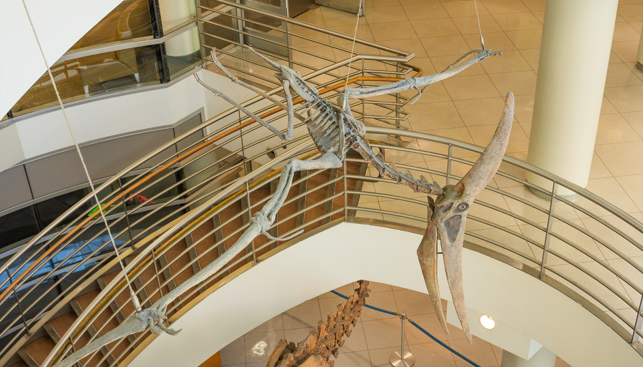 A reconstructed pterosaur hangs from the ceiling in the lobby of the Valley Life Sciences Building