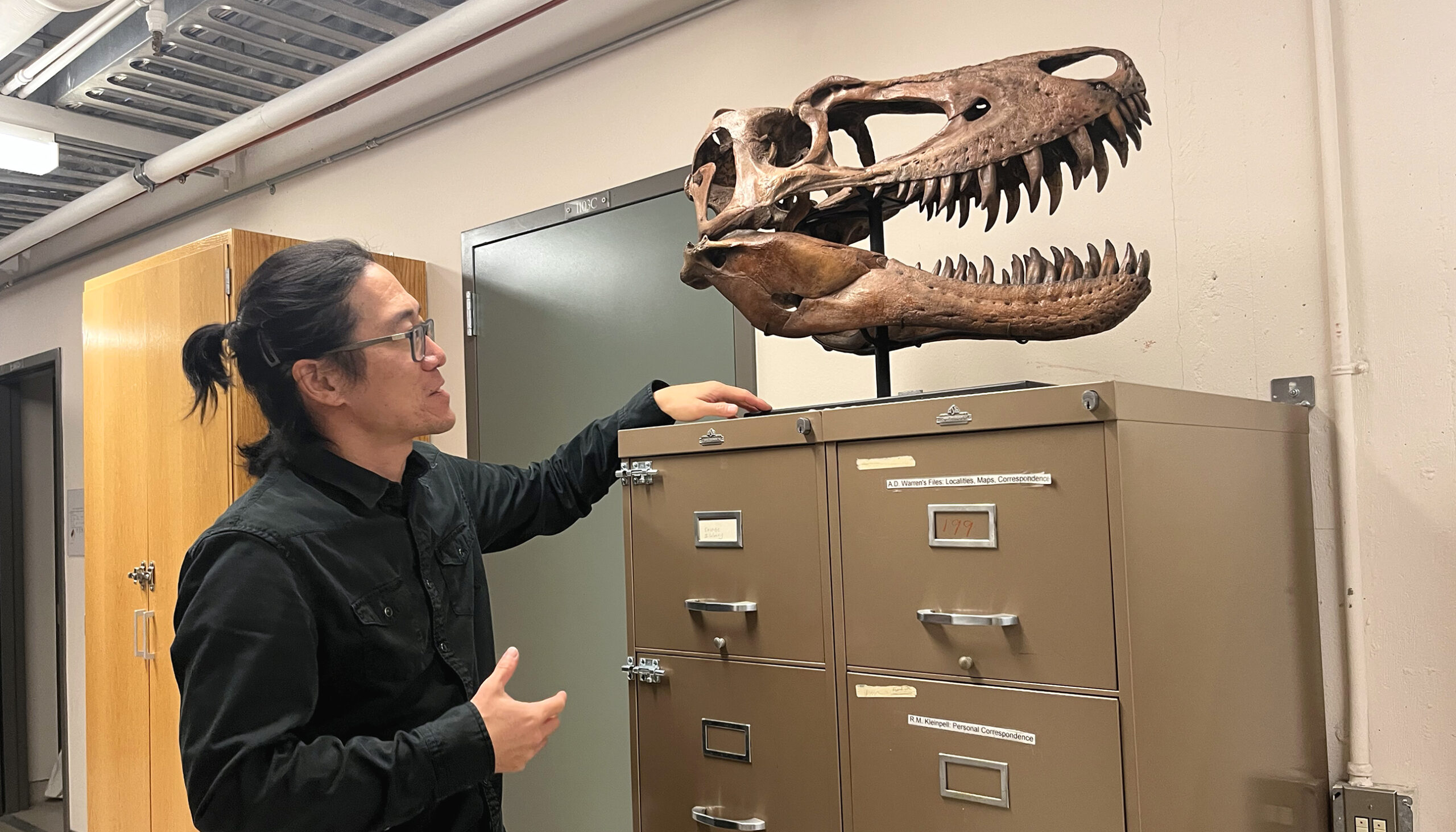 Jack Tseng looks at a replica of a skull of a juvenile T. rex