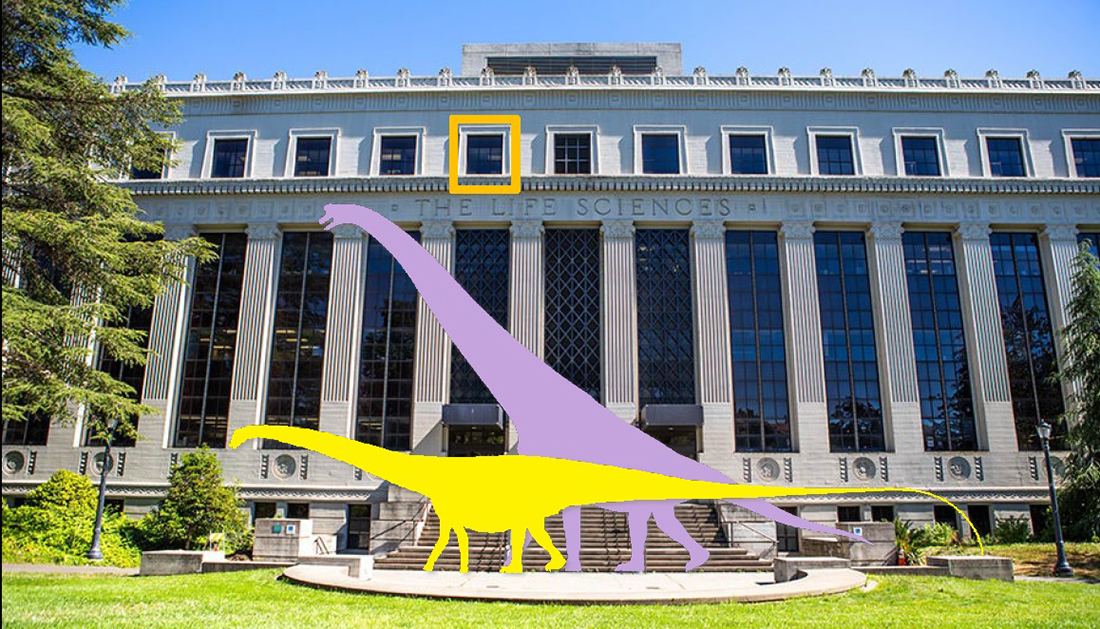 renderings of two long-necked dinosaurs walking by the Valley Life Sciences Building to show how big they would be if they were alive today