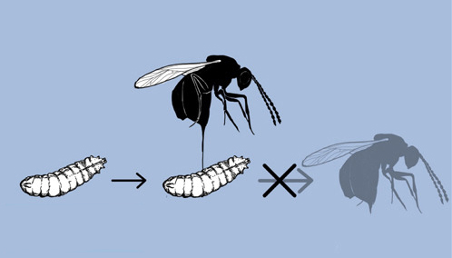 drawings of a fly larva and a black wasp laying an egg in the larva, with an x indicating that the wasp egg died