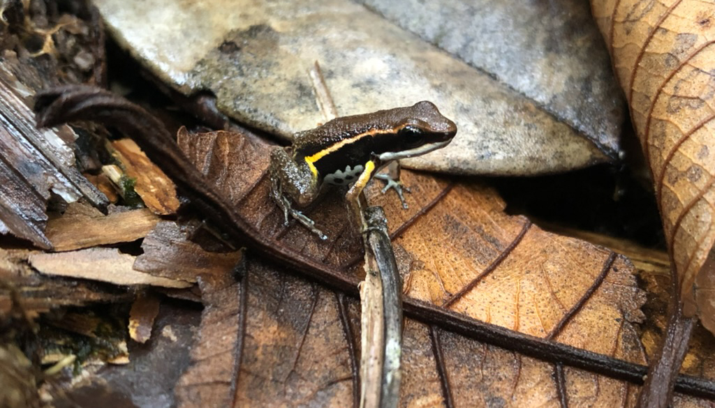 a brown and black frog with a yellow stripe on its side, sitting on a brown leaf