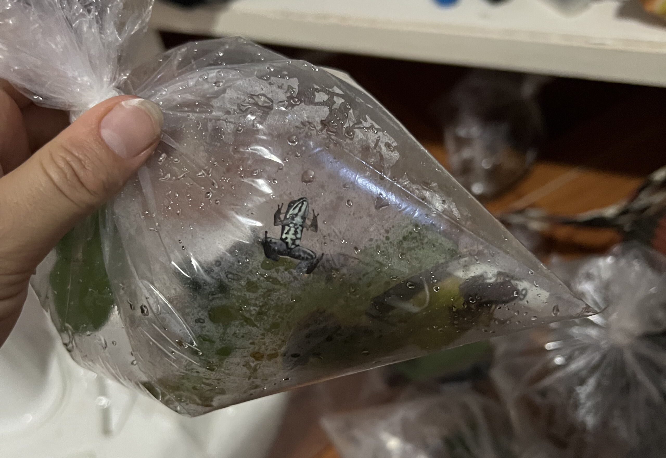 an inflated plastic bag with a small frog and wet leaves inside