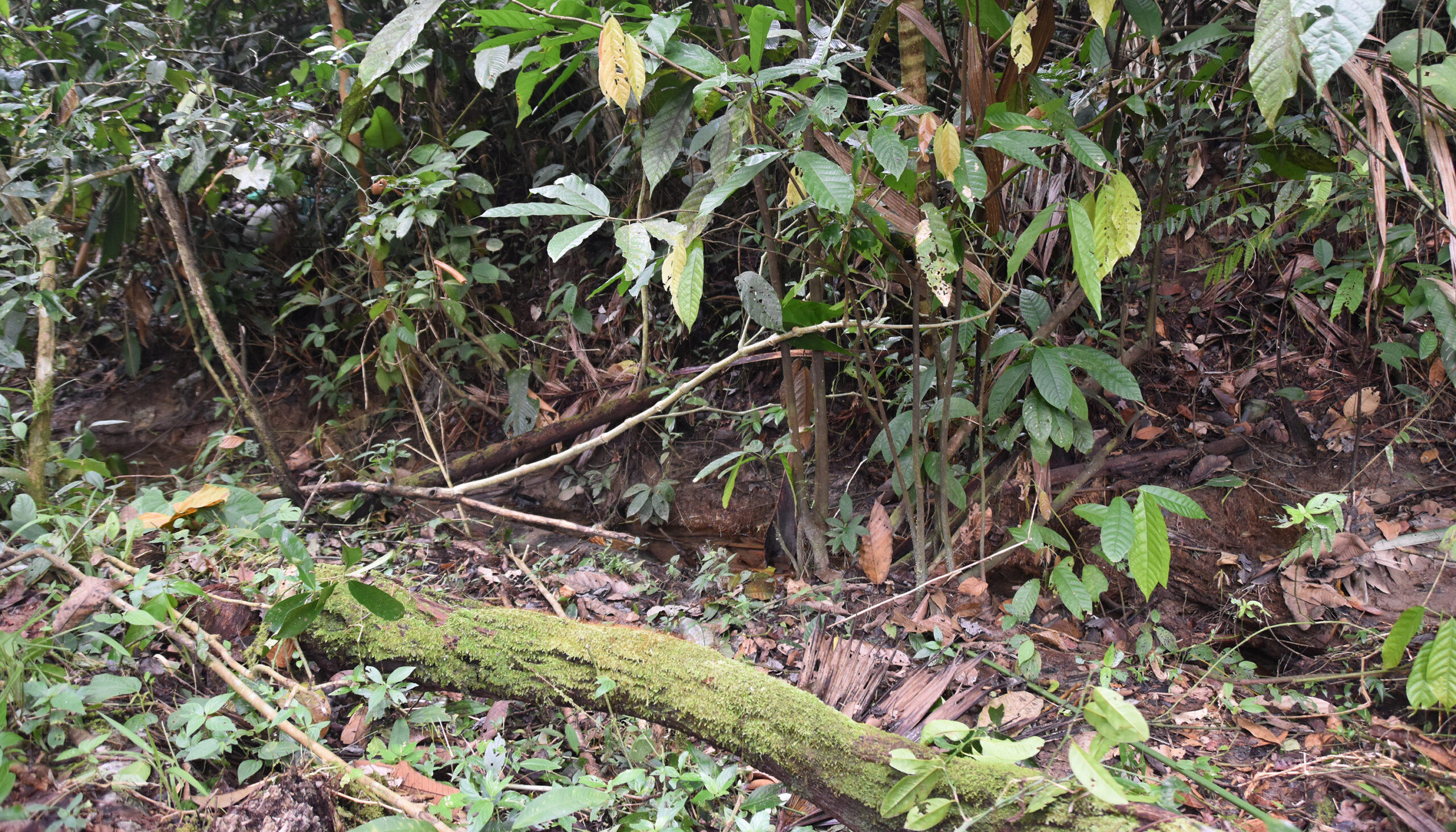 a moss covered log lies next to a clump of green, leafy plants