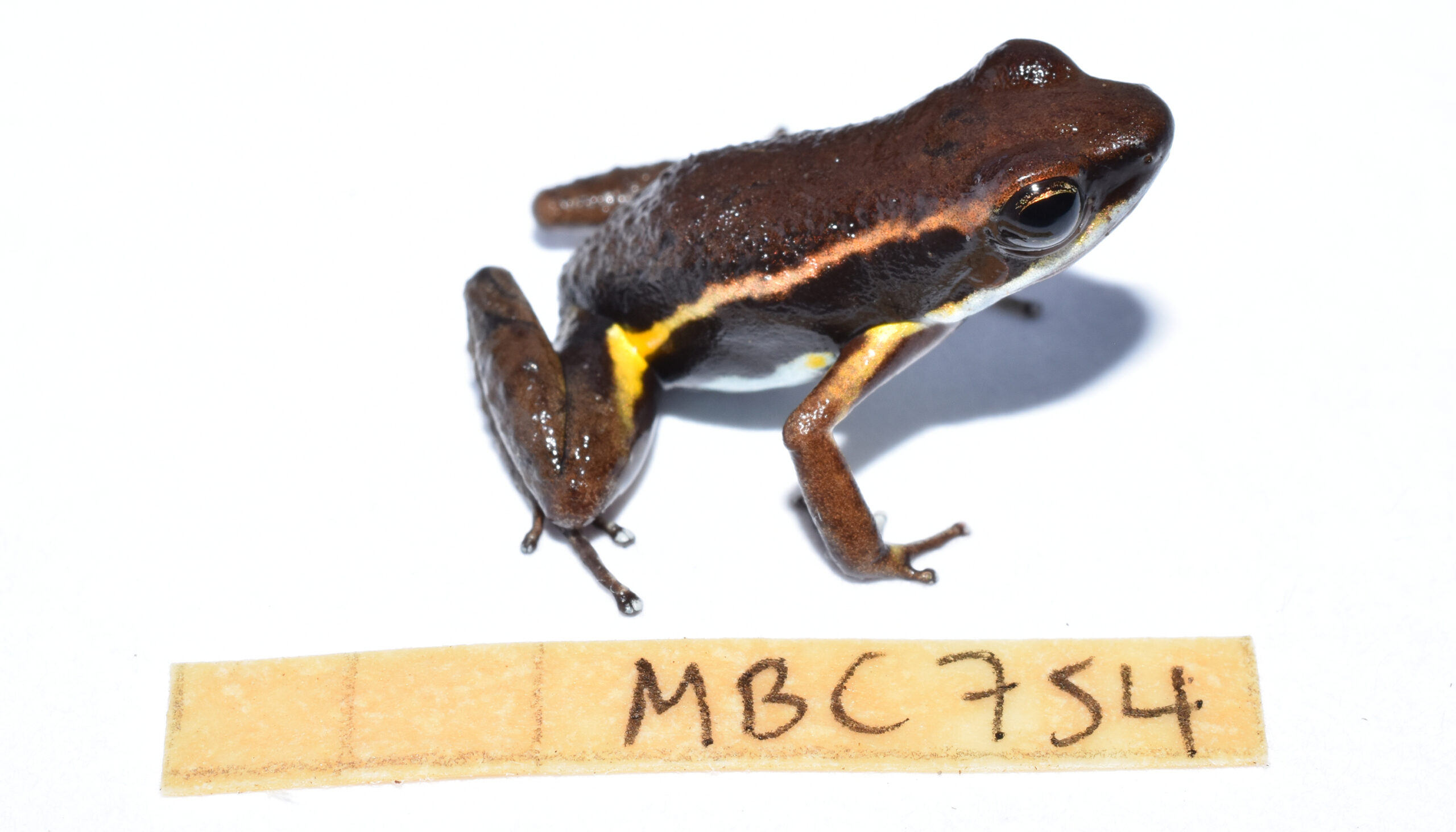 a brown and black frog with a yellow stripe down its side, sitting on a white paper with a tag below, MBC 754