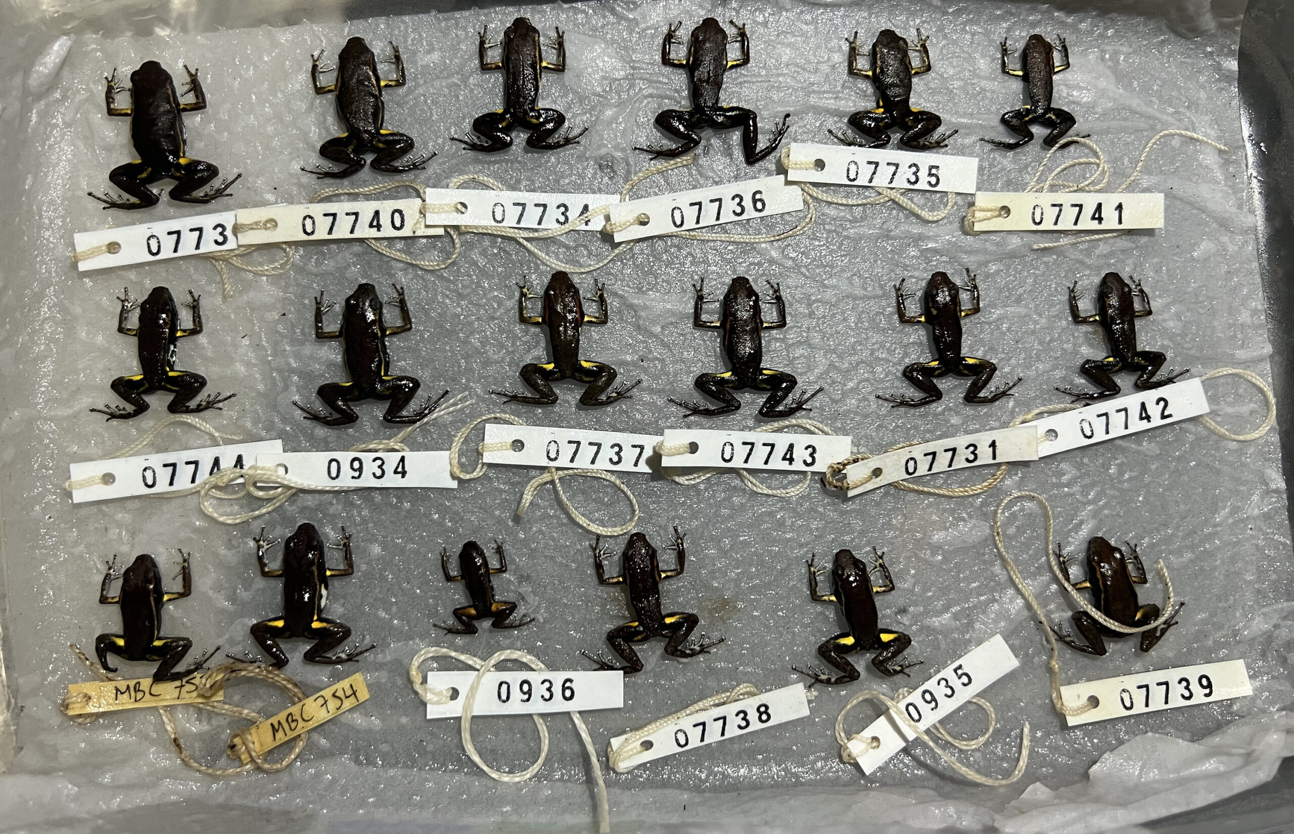 3 rows of small frogs, tagged with numbers