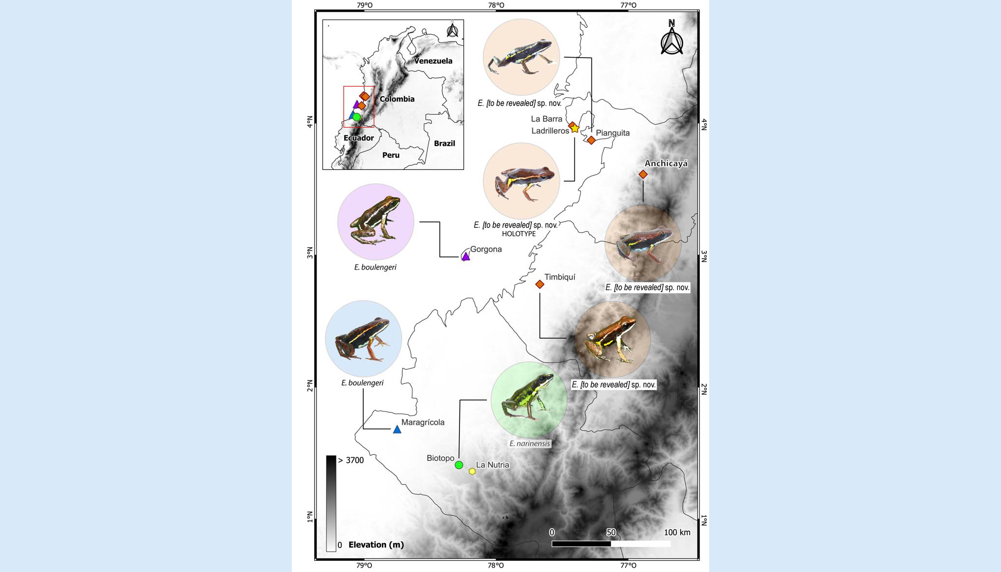 cutouts of 7 small frogs arrayed around map of coastal Colombia