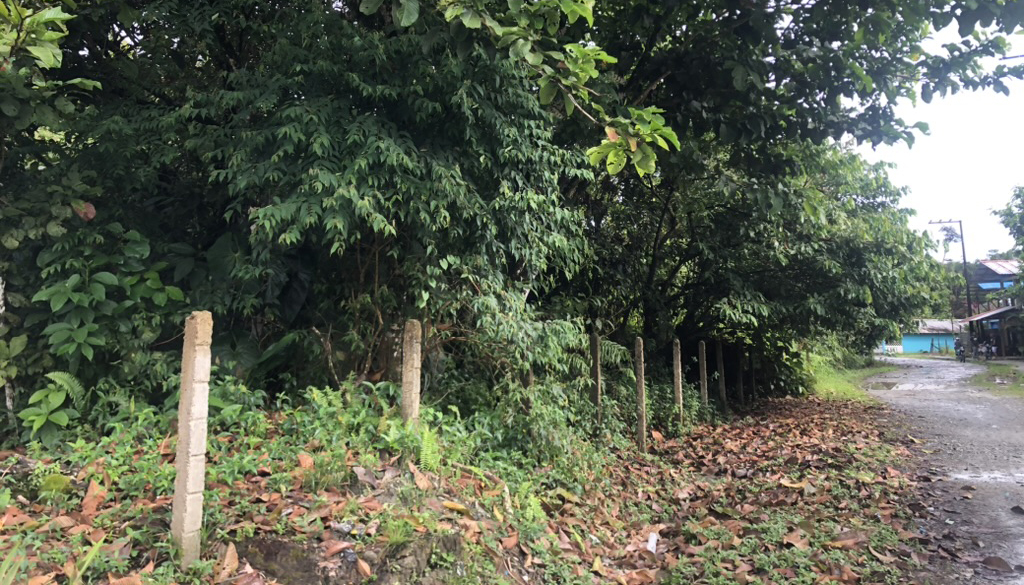 green vegetation and brown leaves beside a puddled road