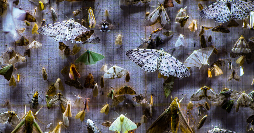 A still from "Nocturnes," showing a wall of taxidermied butterflies.