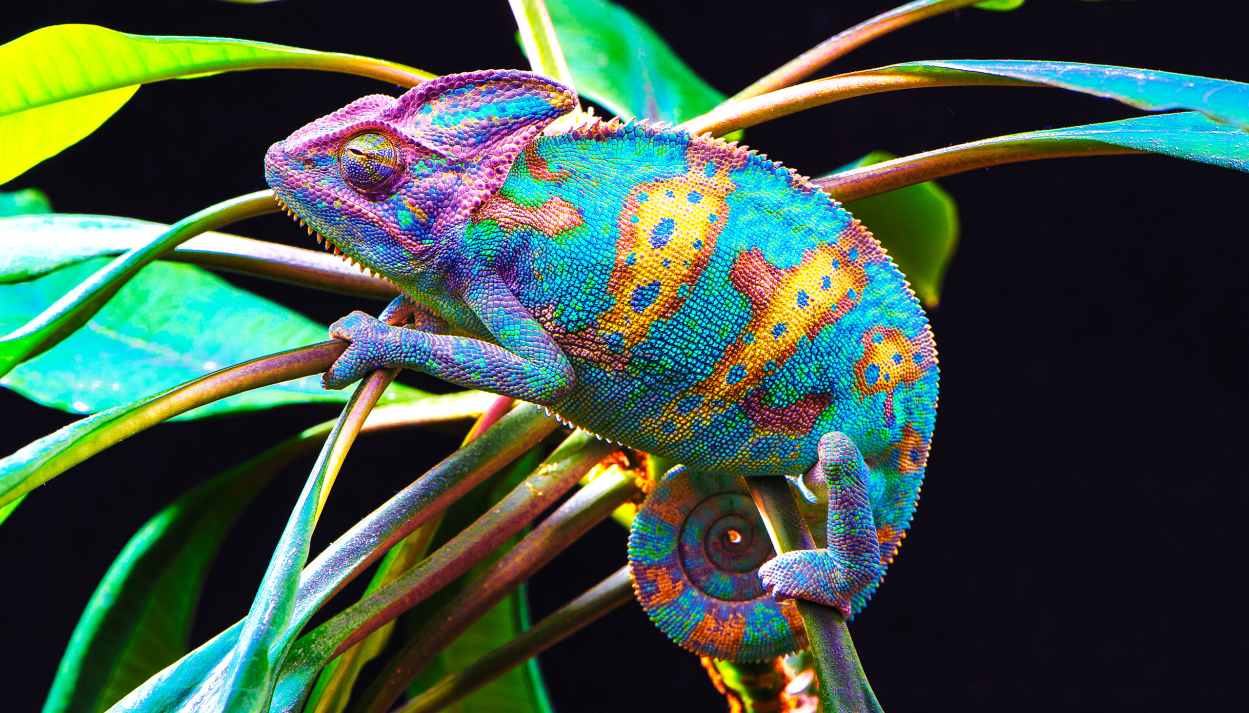 A chameleon flashing a bright array of rainbow and pastel colors sits on a tree branch.