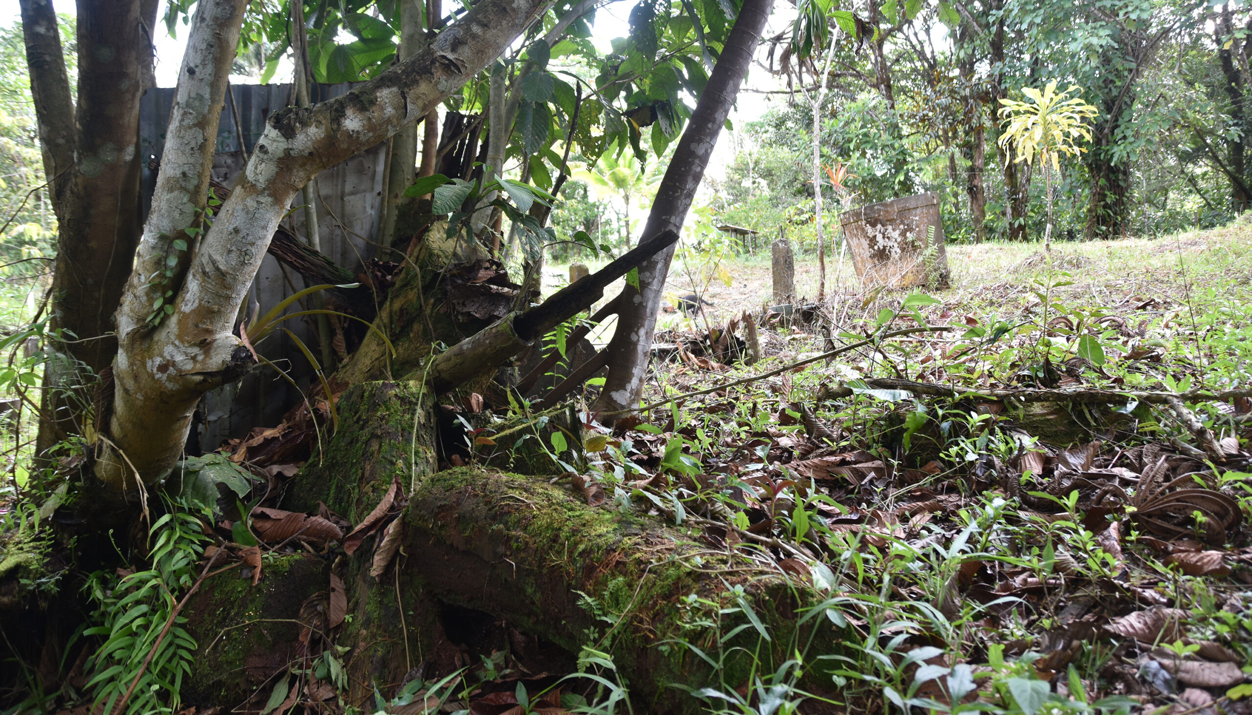 un grupo de árboles y un tronco cubierto de musgo en el borde de un campo soleado