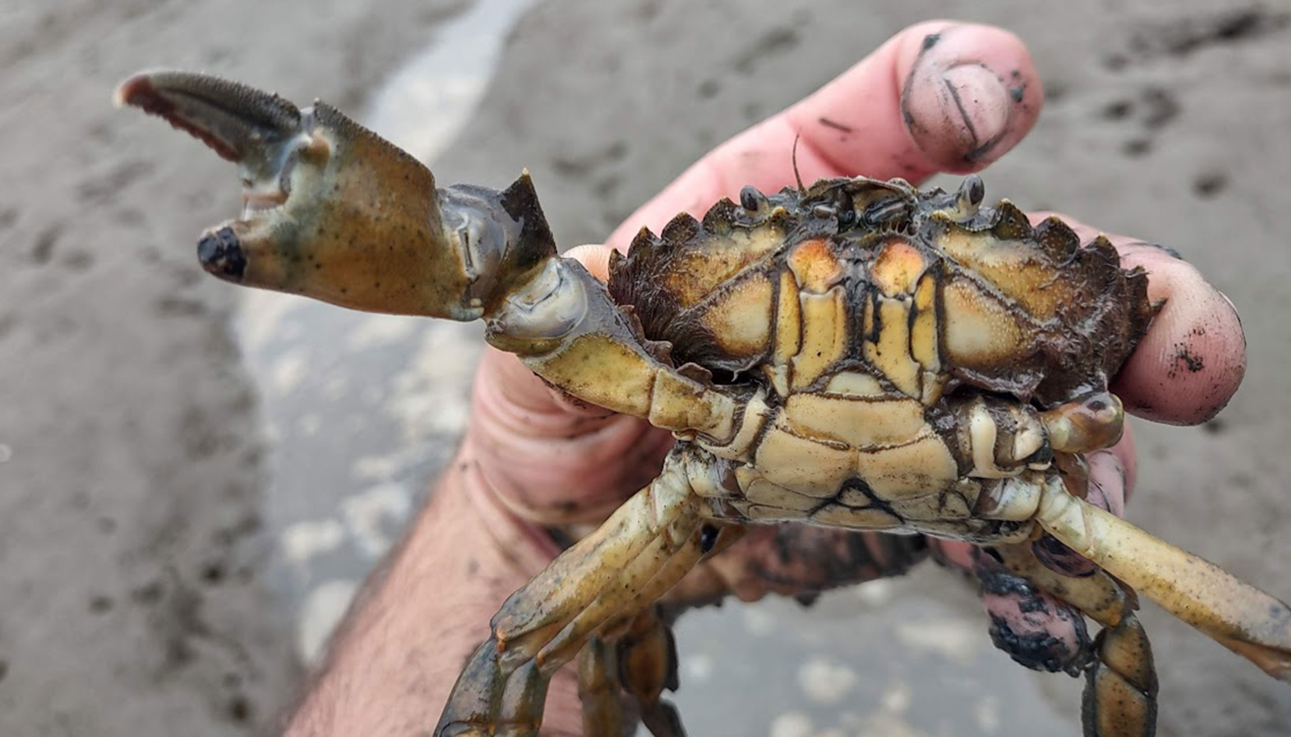 A hand holds up a European green crab, revealing it's yellow-colored underside.