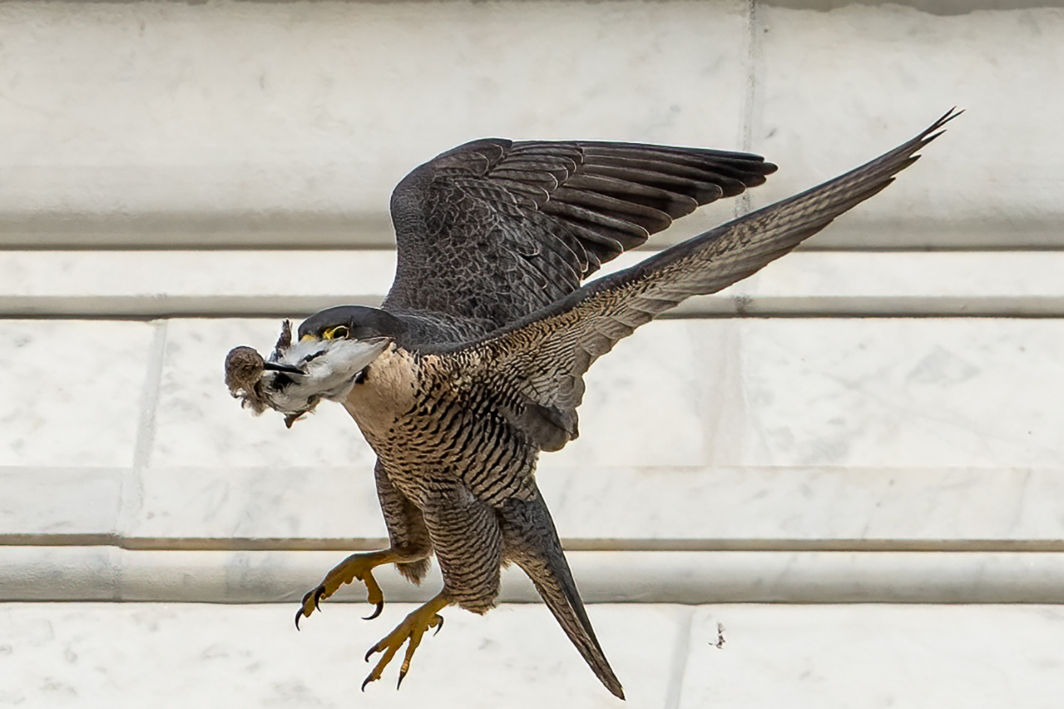 Annie the falcon returns to the nest having captured a bird for a meal. It's in her beak,