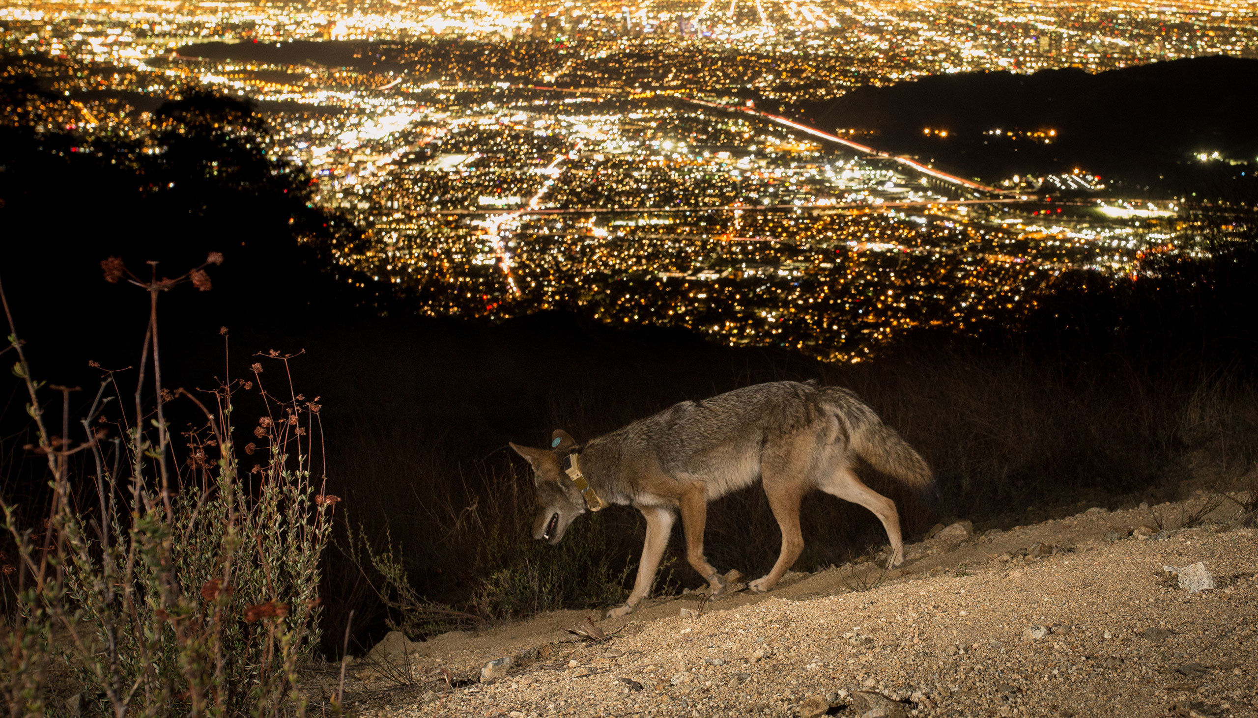 A coyote walks along a ridge at night, with a view of the lights of Los Angeles in the background.