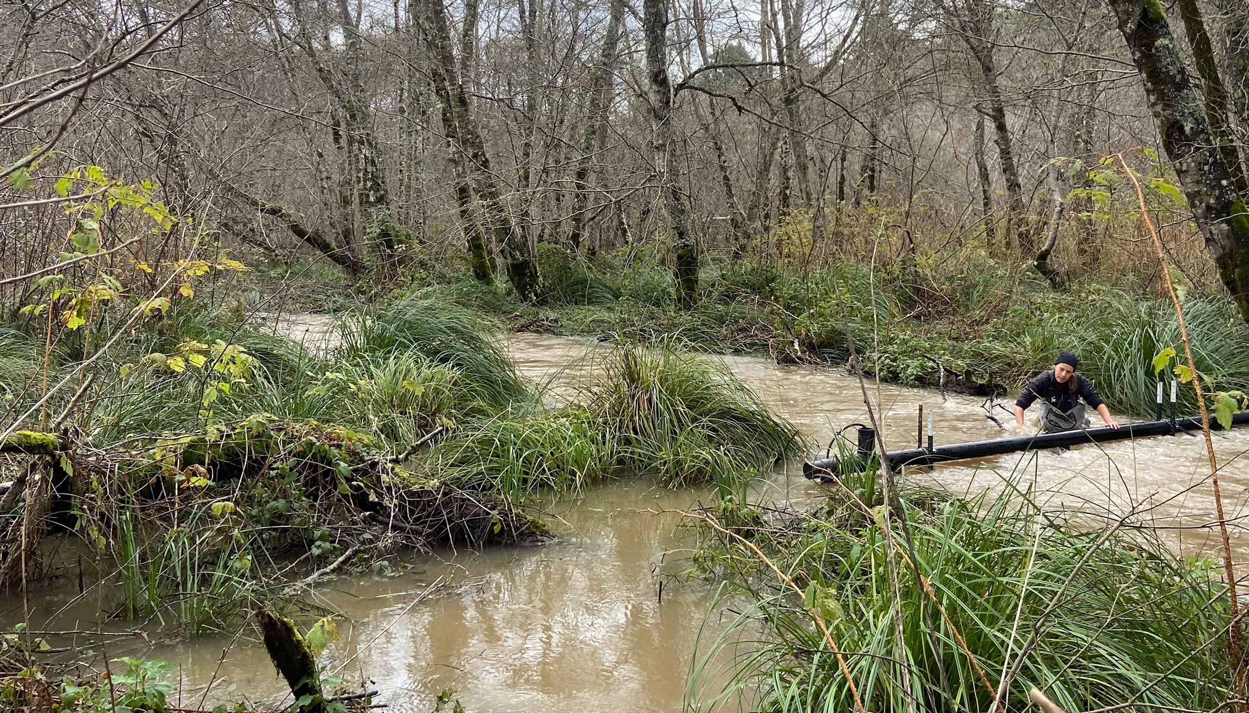 A person wearing black waders stands waist-deep in a creek, inspecting what appears to be a black pipe that spans the width of the creek.