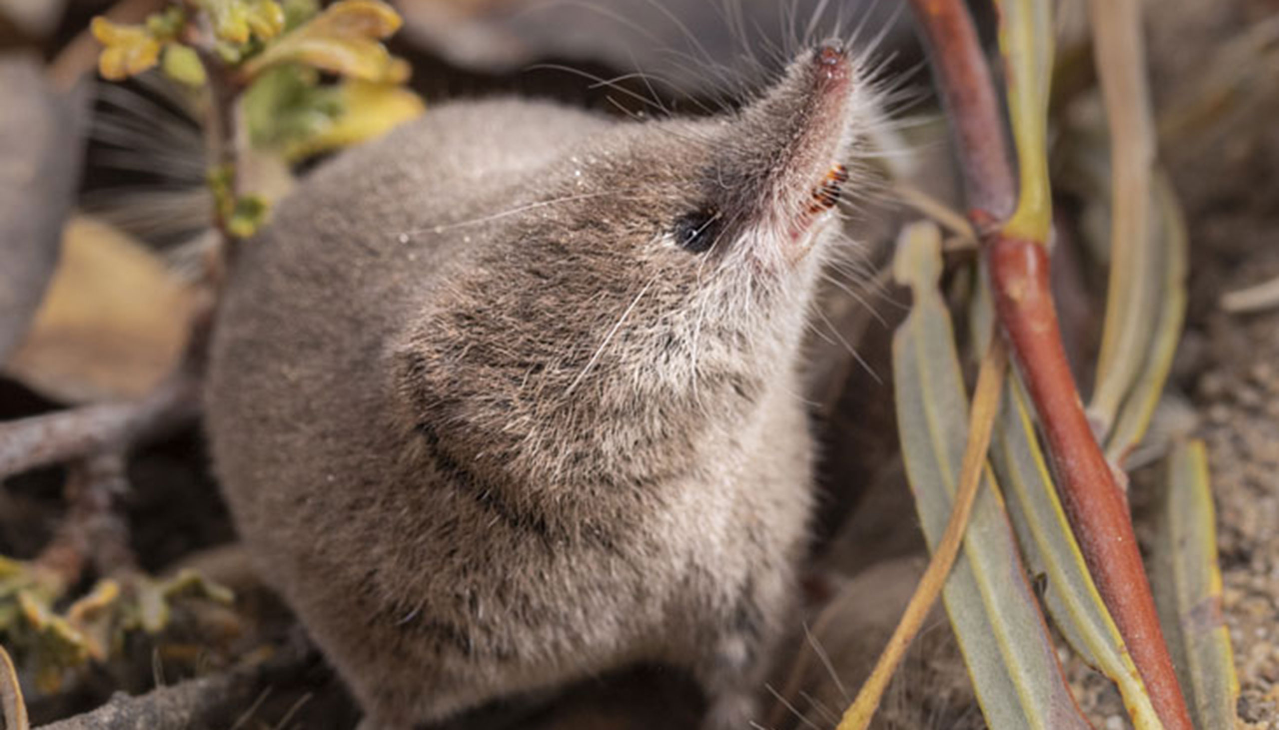 A close up of a small shrew sitting in grass and leaves.