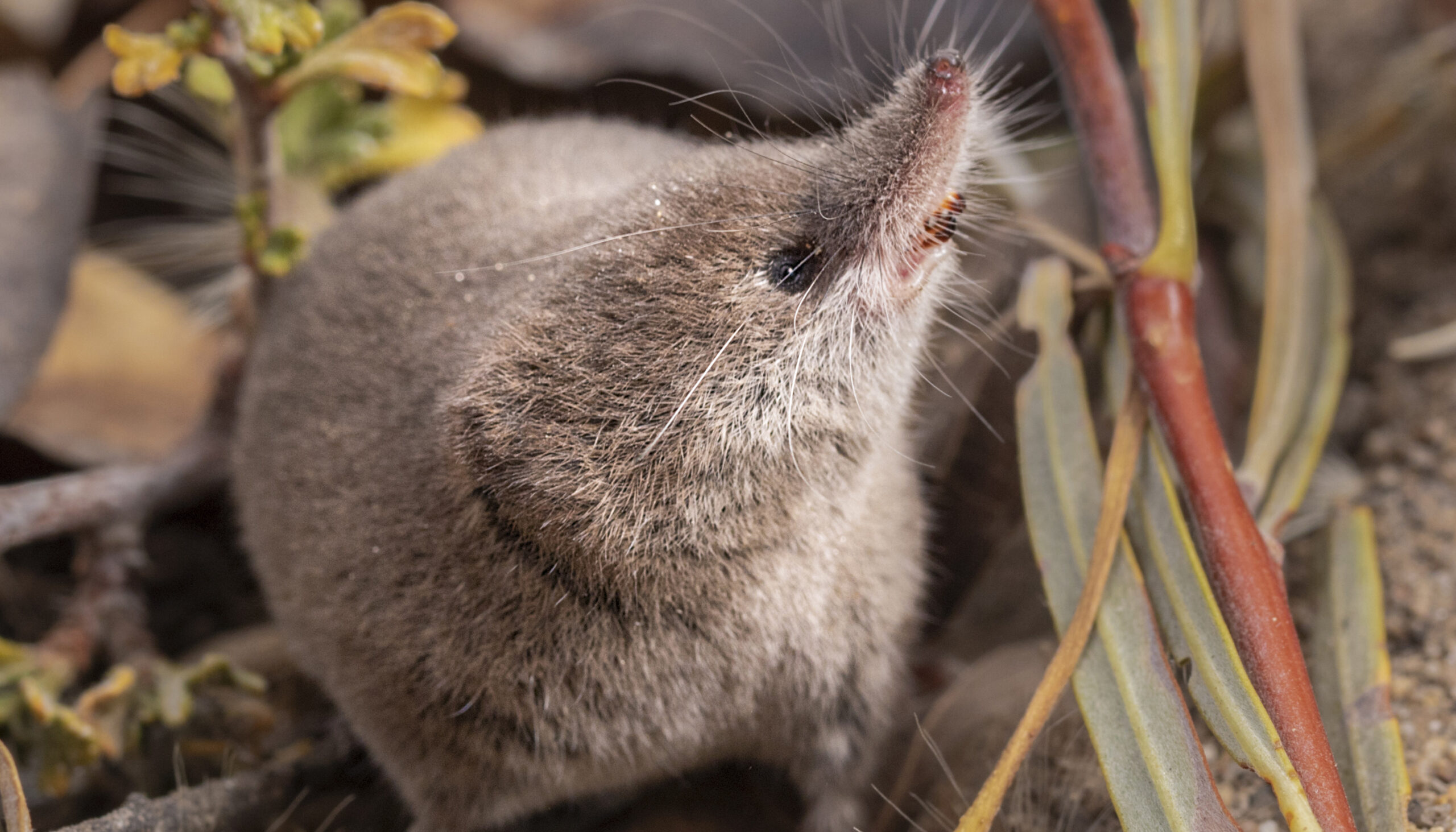 a brown furry animal with black eyes and a pointy snout photographed on the ground amid green and yellow plants