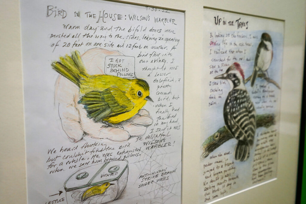 Drawings of birds and notes about them are in a gallery in The Bancroft LIbrary that's exhibiting some of the Amy Tan archive. The library has received her work, some relating to her newest book, The Backyard Bird Chronicles.