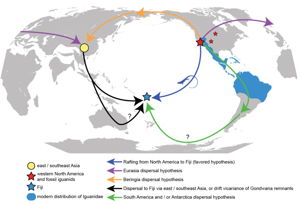 Mapa mundial en gris con flechas de color que indican posibles rutas por las cuales las iguanas podrían haber llegado a Fiji