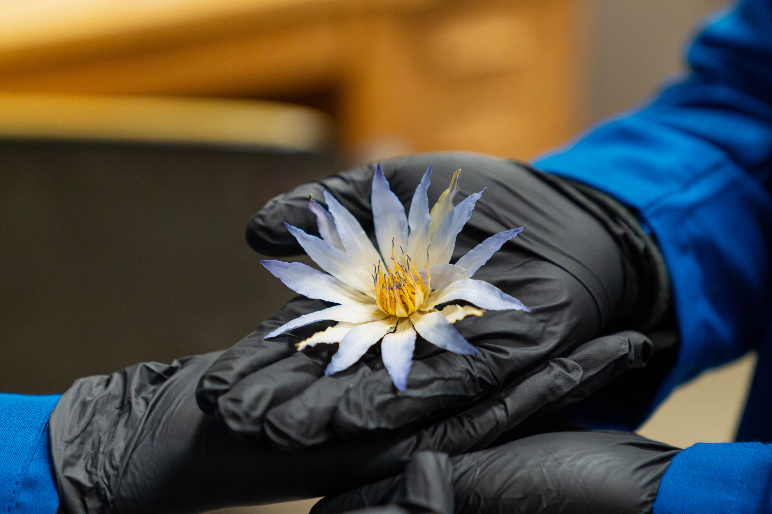 a close-up image of an Egyptian blue lotus being held by hands with black gloves