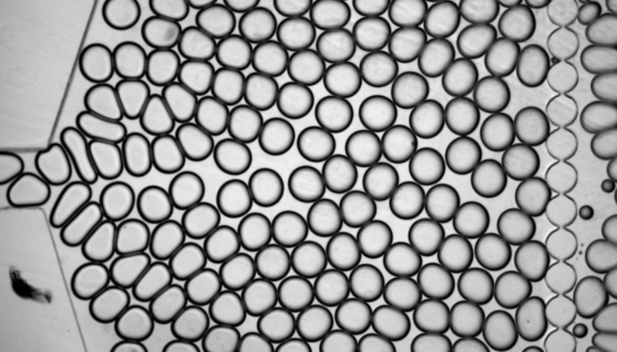 A microscope image shows a collection of grey spheres