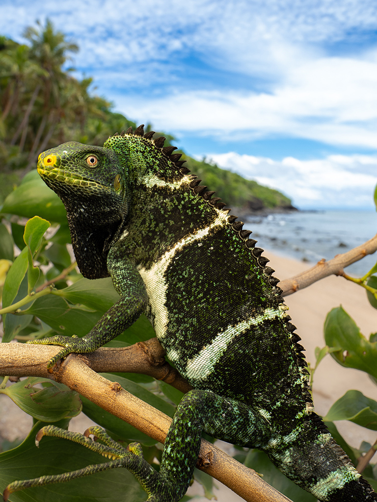 a dark green iguana with narrow white stripes sits on a branch near a sandy beach, with a cloudy blue sky and ocean in the distance