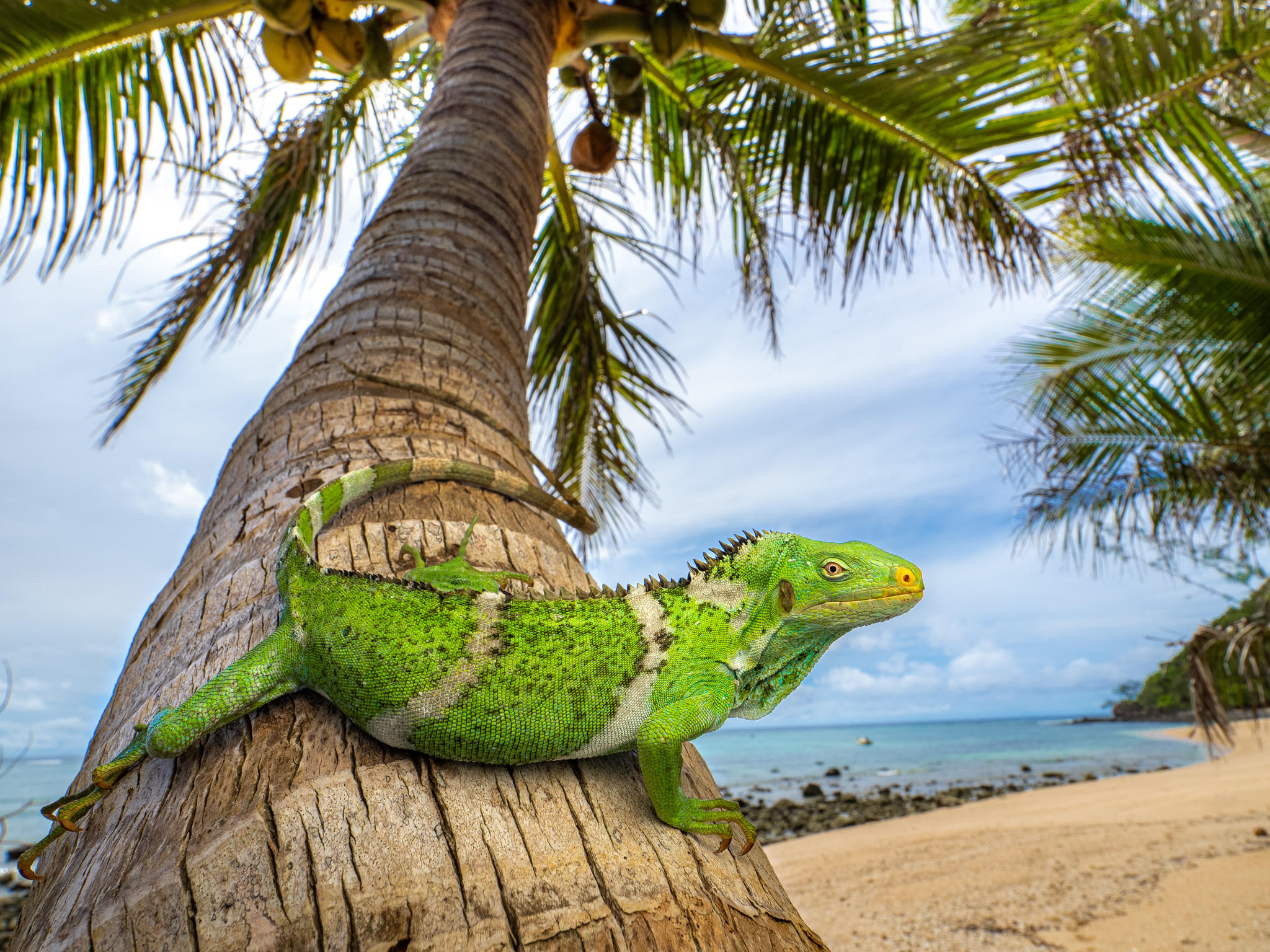 a large green iguana with narrow yellow stripes rests on the lower trunk of a palm tree with a beach and ocean in the background