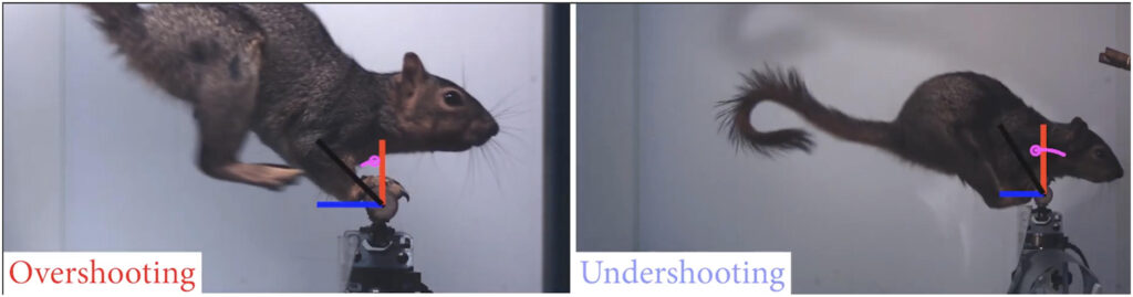 photos of leaping squirrel against white background, before its hind feet land and afterward