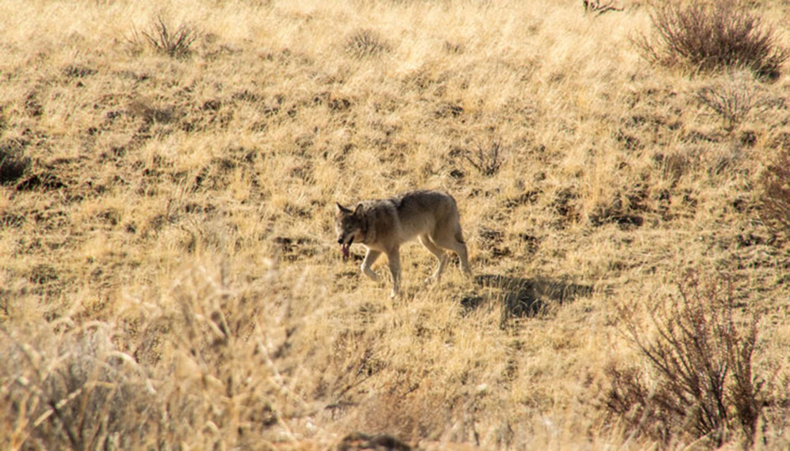 A lone wolf walks through yellow grassland