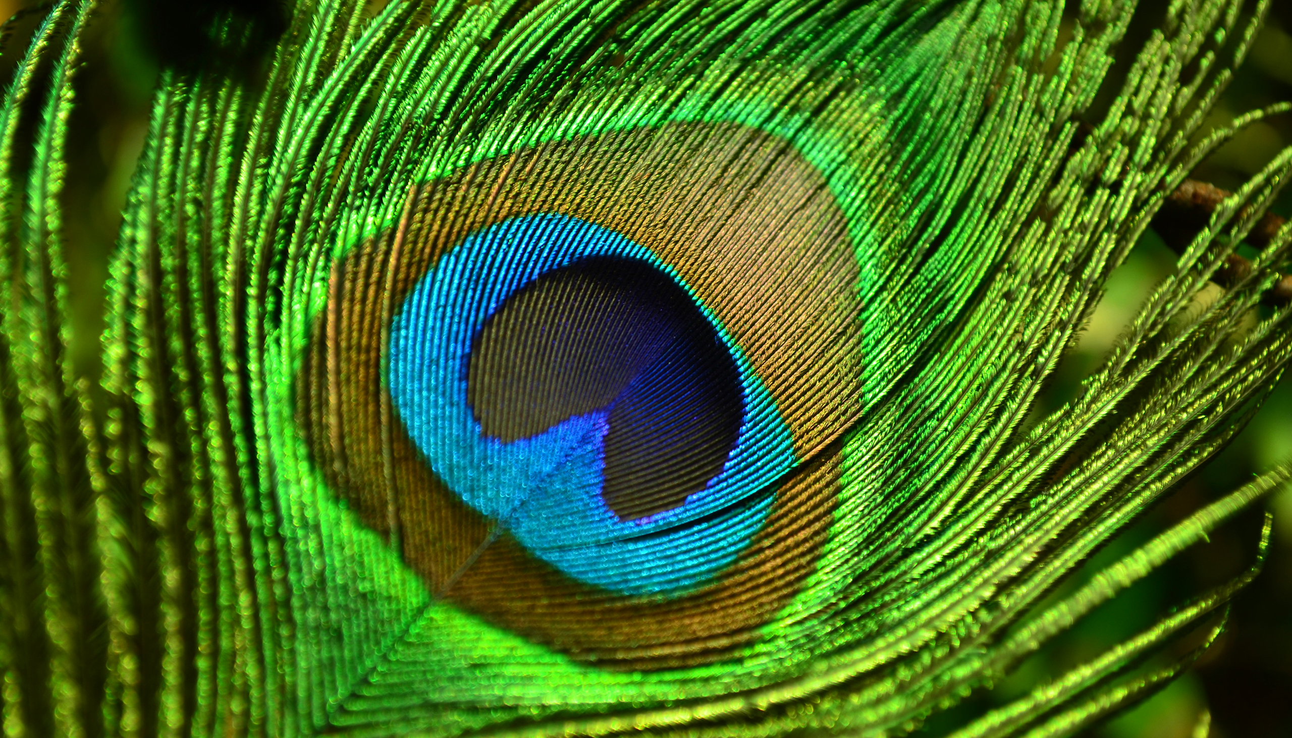 closeup of a peacock feather that resembles an eye