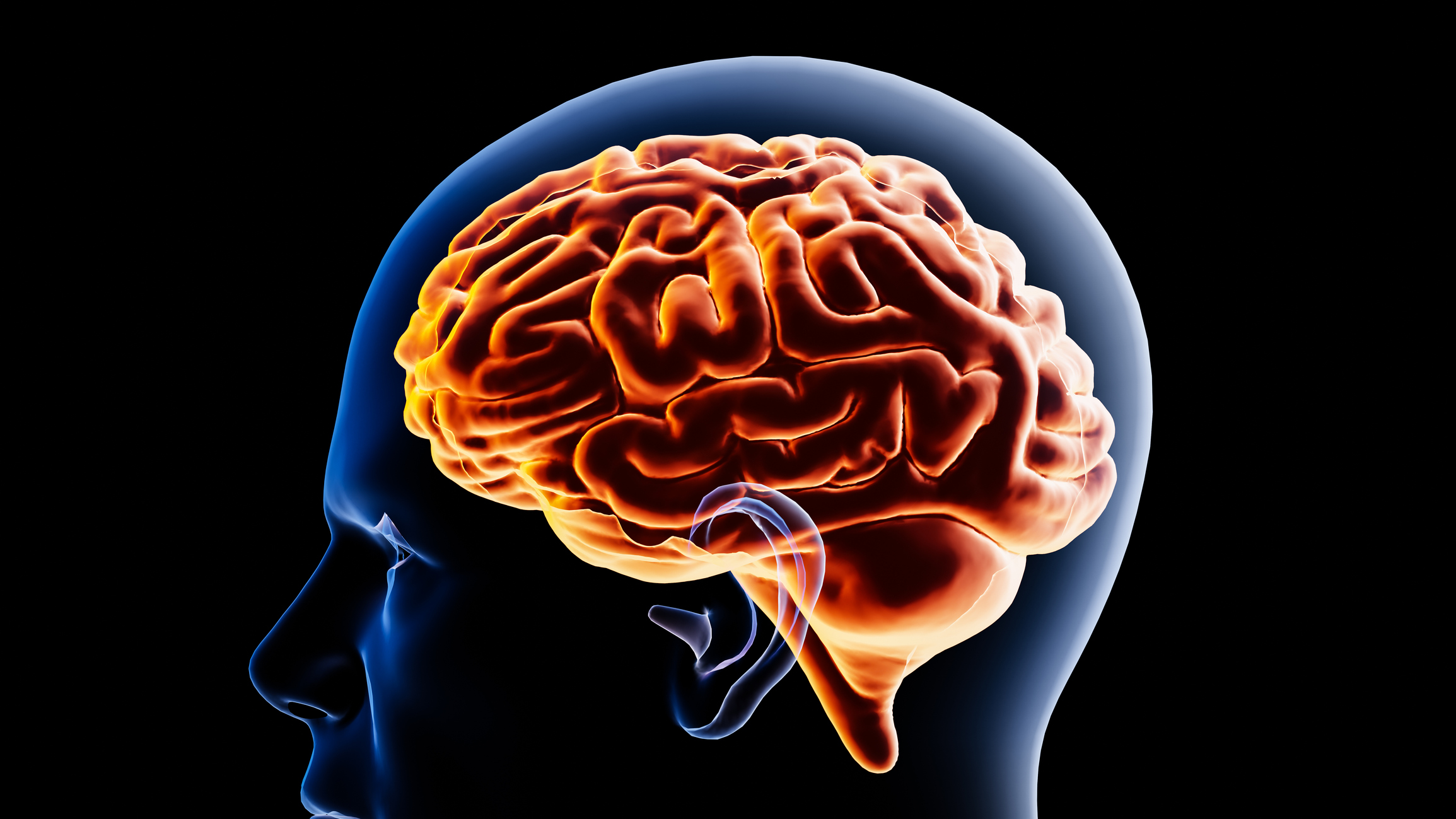 A graphic illustration of the brain inside a transparent head