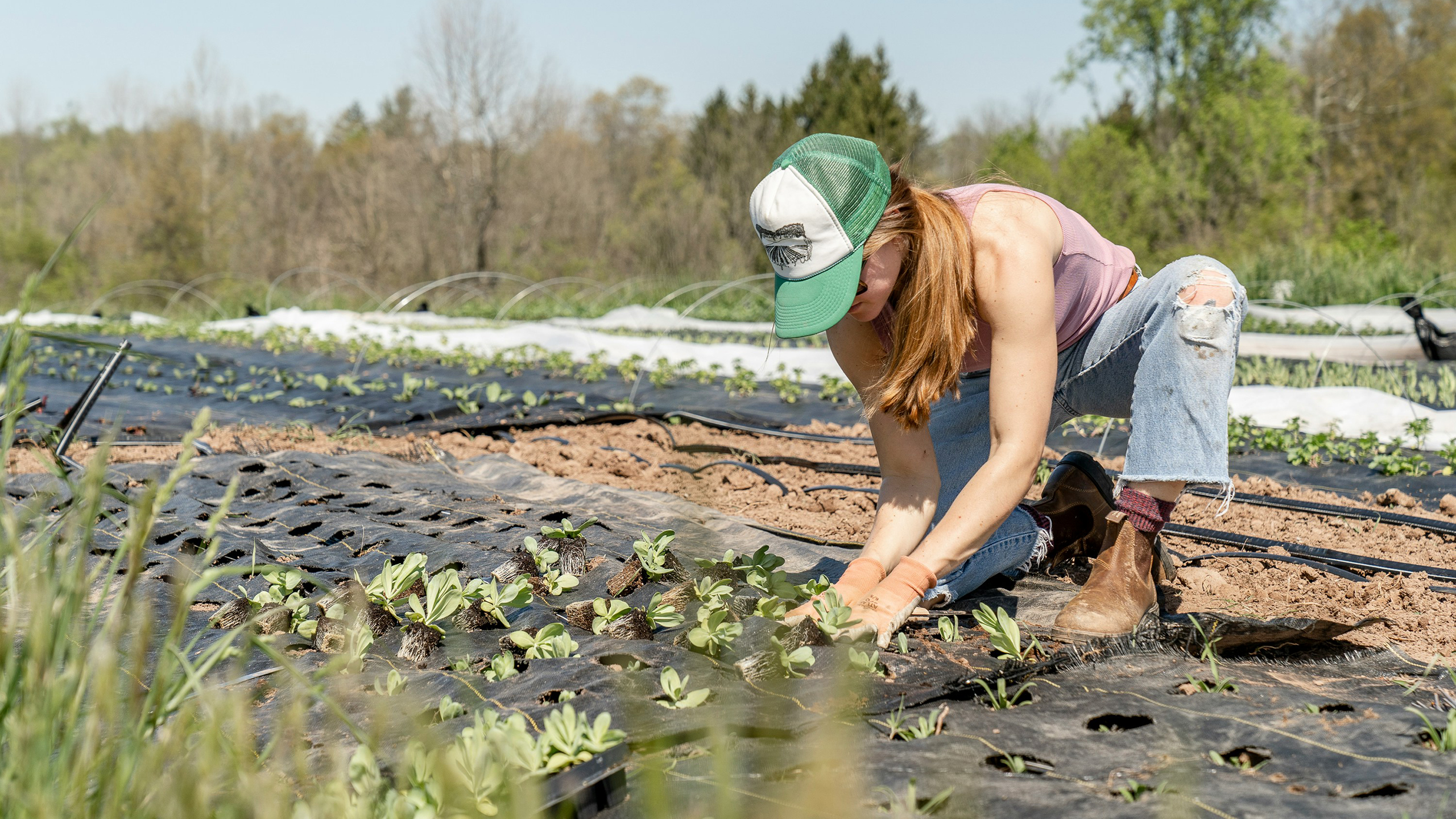 woman plants spring transplants at a small-scale farm in Pottstown, Pennsylvania