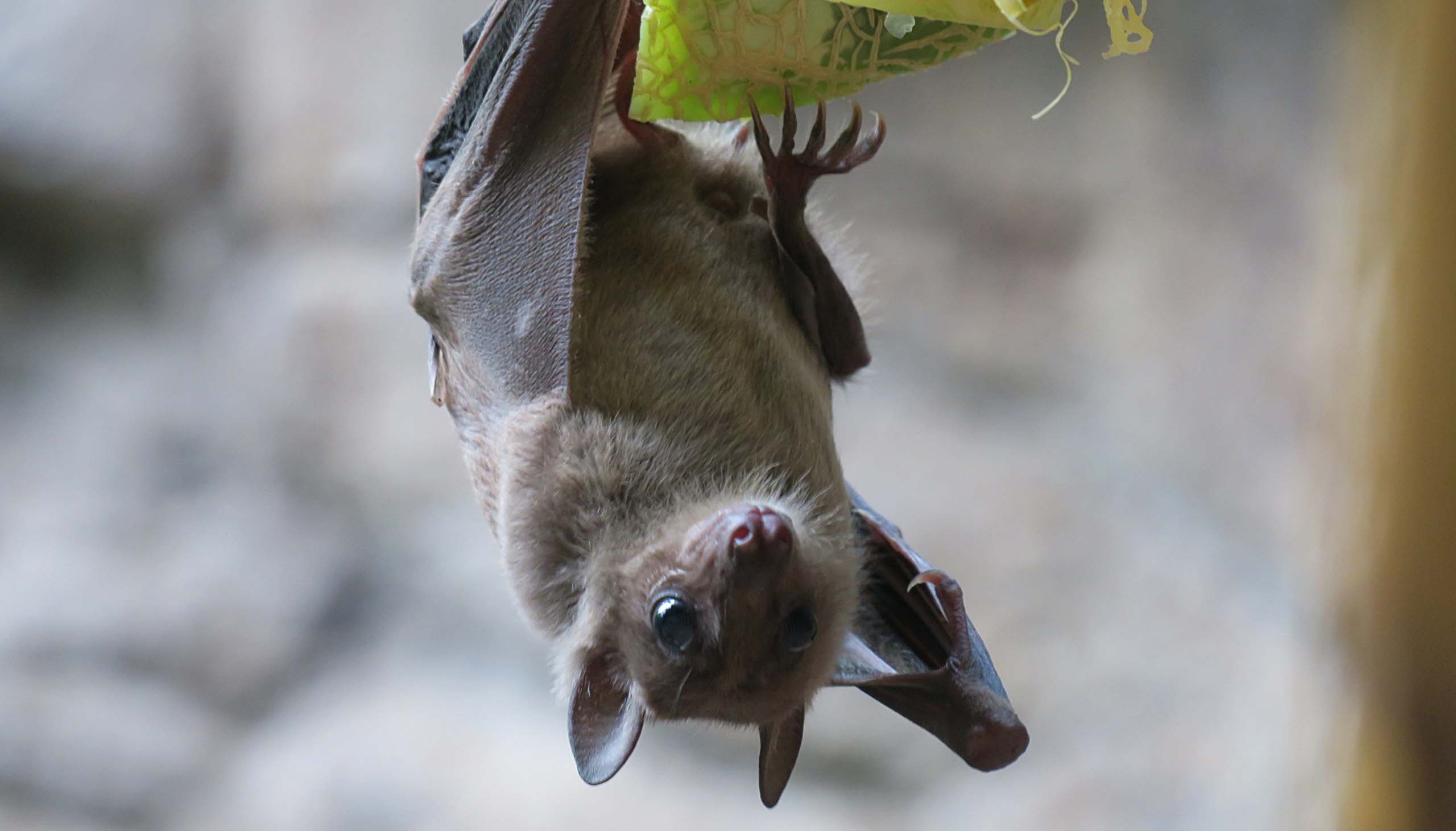 A furry brown bat hangs upside down from a piece of fruit.