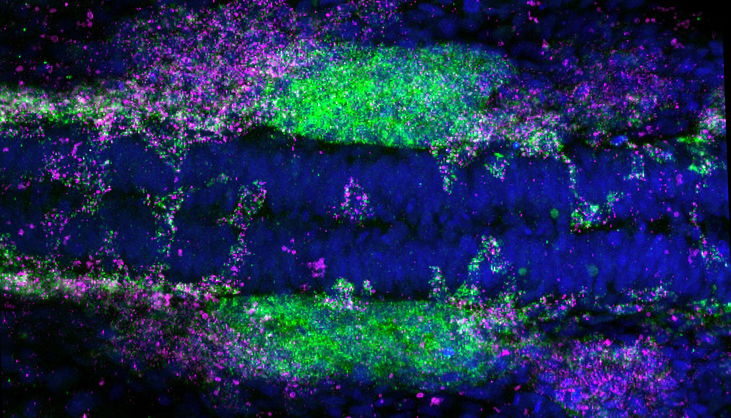 an embryonic zebrafish colored blue, green and magenta