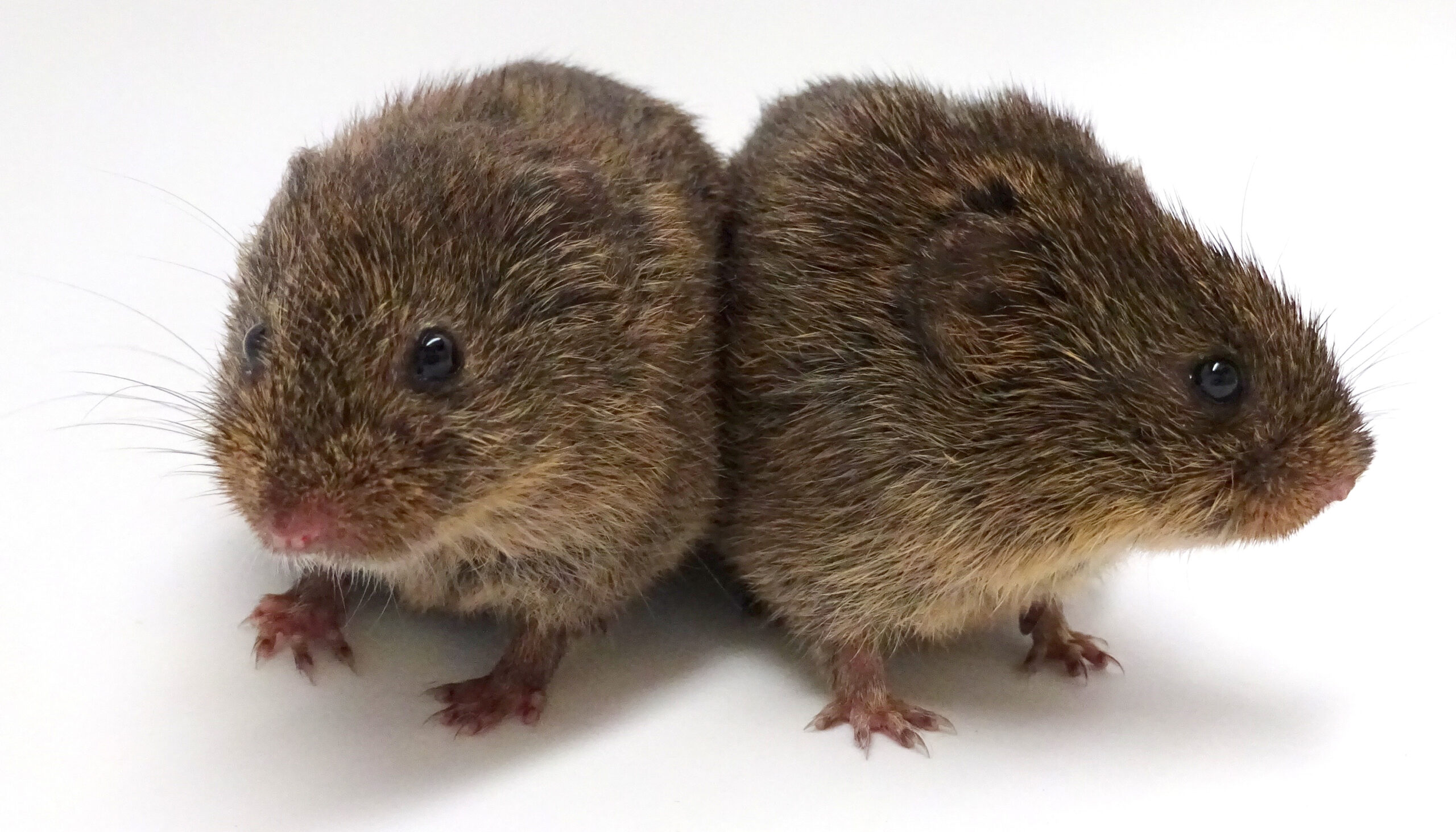 two small, furry brown rodents huddled together