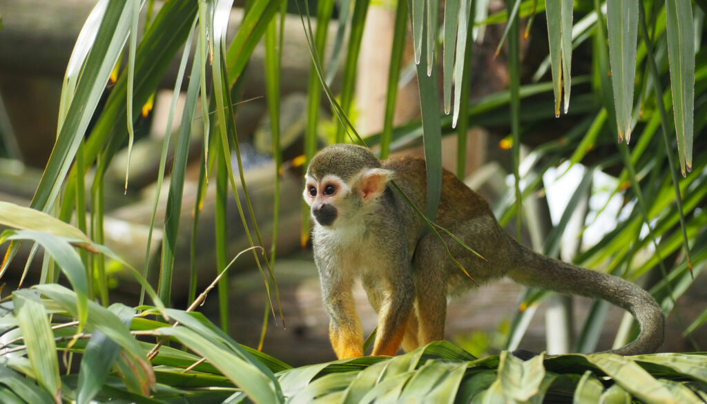 A squirrel monkey stands among fronds of a tree