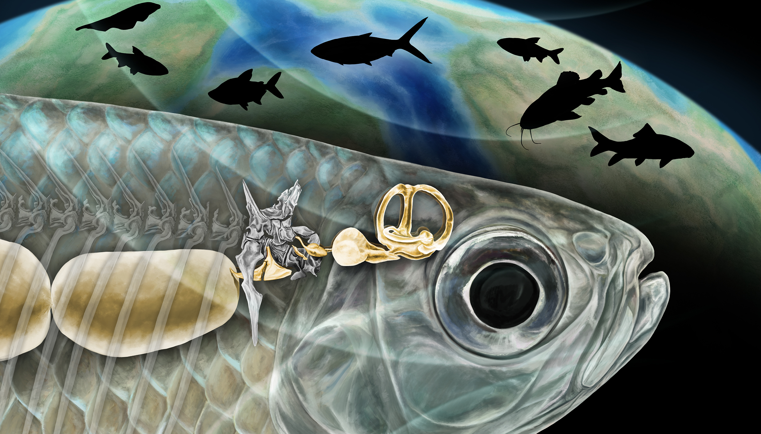 Fossilized ear bones of freshwater fish