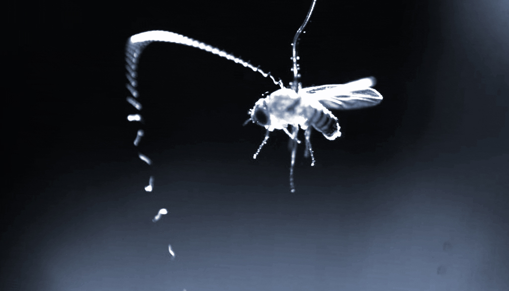 静電気を利用する寄生虫の捕食行動(Parasitic worms rely on static electricity to find prey in midair)