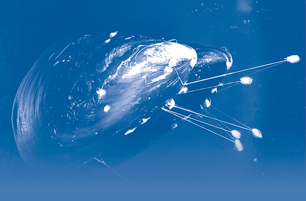 A blue tinted image showing a clam shell with thin white string-like tendrils emerging from one side.