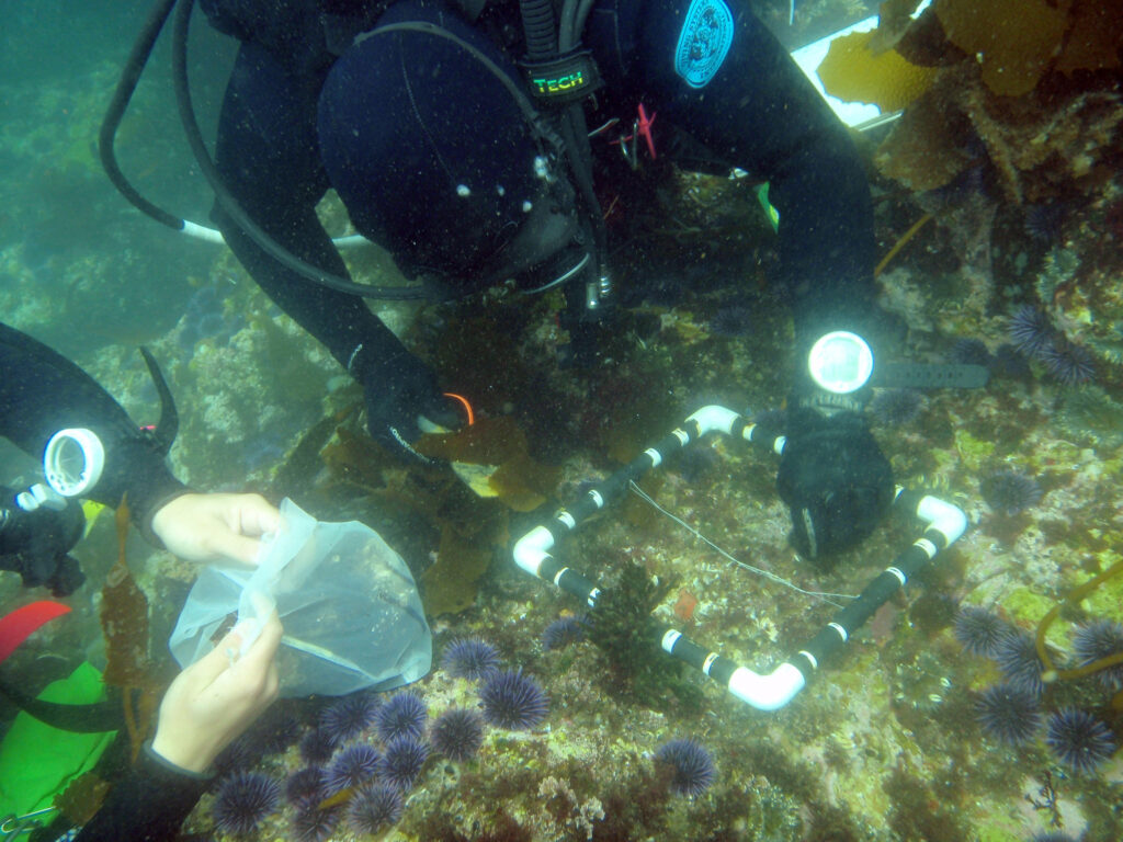 divers in black on ocean bottom