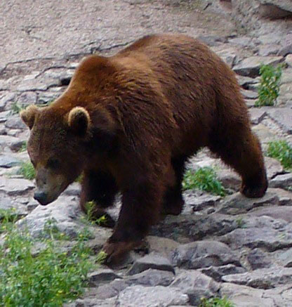 grizzly bear