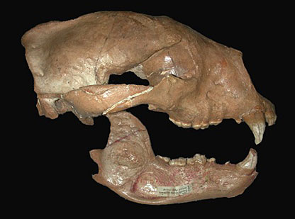 fossil skull of giant short-faced bear, Arctodus