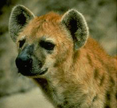 Close-up of a hyena.