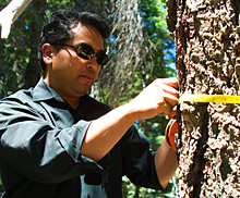 Patrick Gonzalez measuring a white fir tree