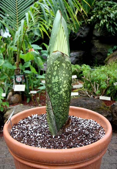 corpse plant