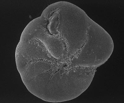 A foraminifera magnified 180 times