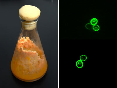 beaker of fungus colony and second image of yeast tagged with green fluorescent protein