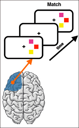 diagram of brain matching images