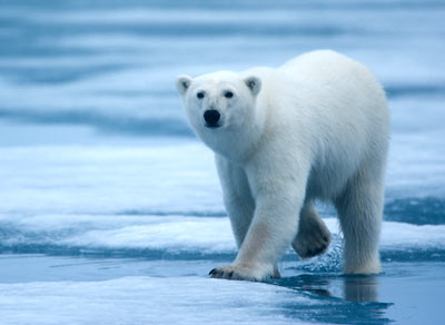 Polar bear on ice 