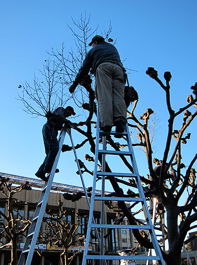 Pruning Sproul Plaza trees